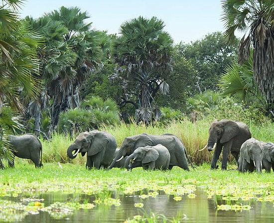 Nyerere National Park