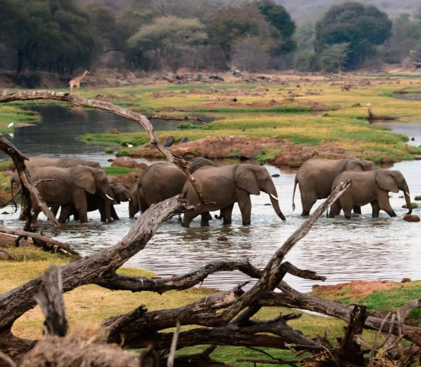 Ruaha National Park