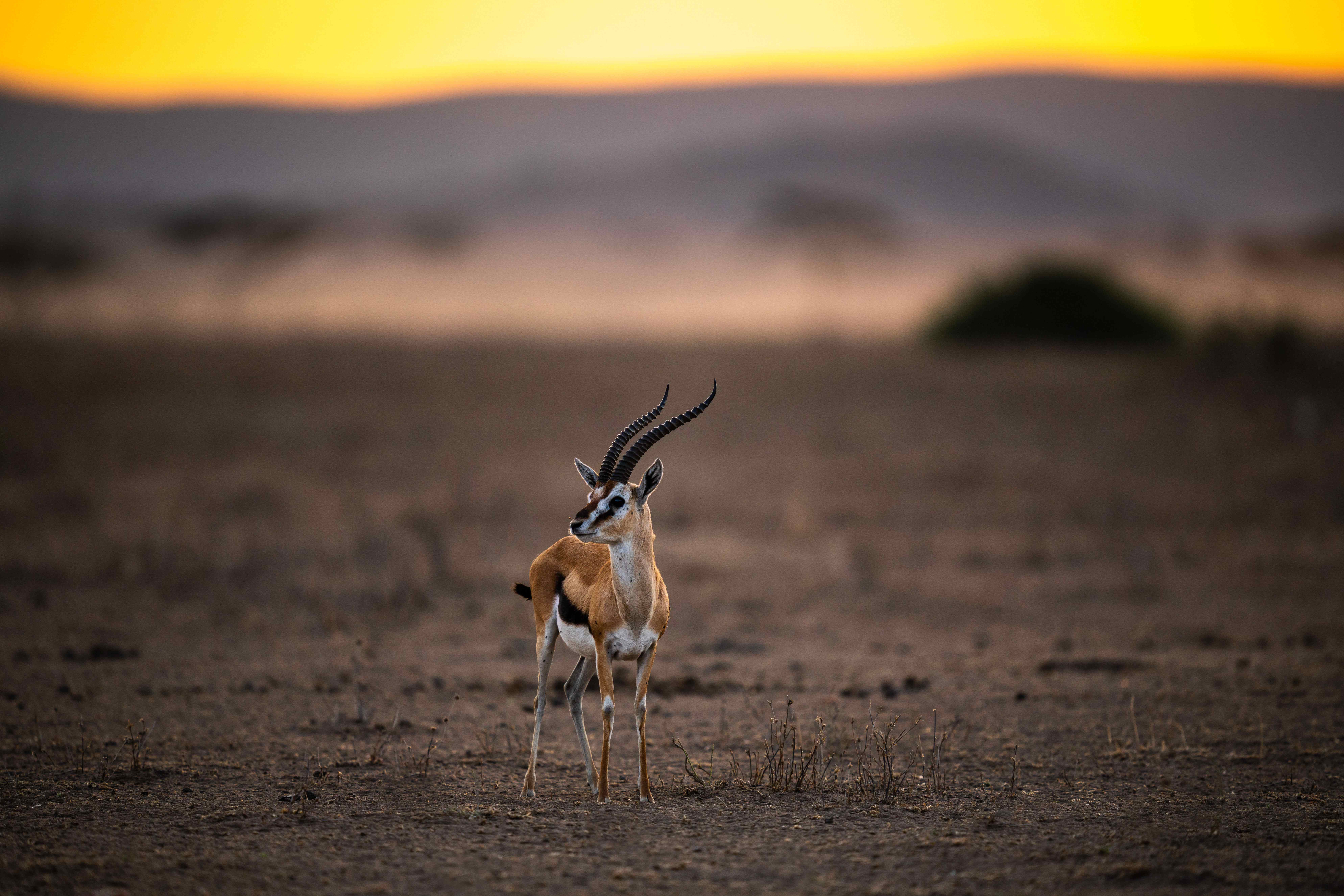Your Gateway to Tanzania's Wonders