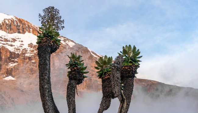 Giant Senecio plants on Kilimanjaro
