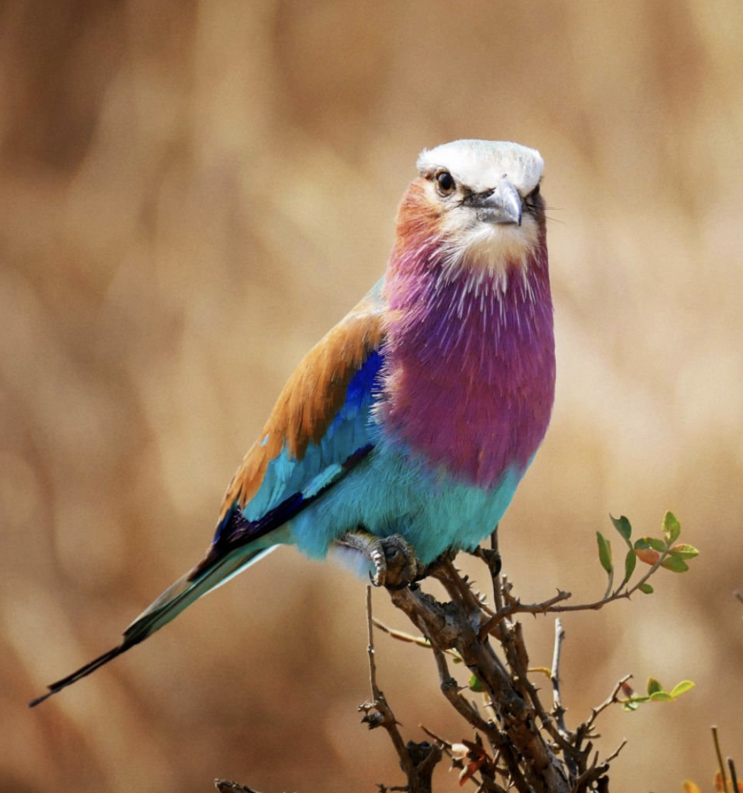 Colorful lilac-breasted roller bird representing Southern Circuit wildlife diversity