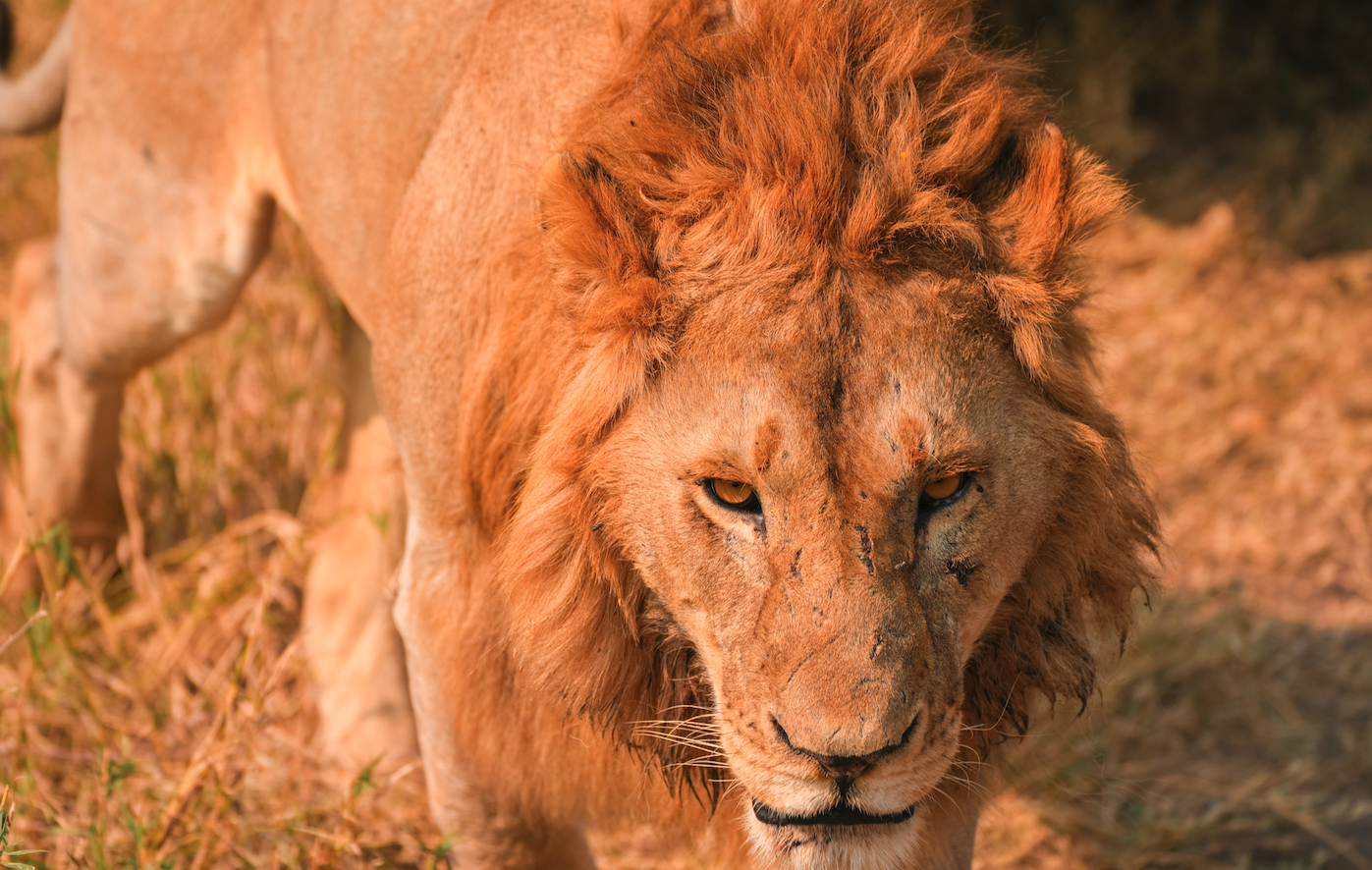 Majestic lion in golden hour light representing our wildlife safari expertise