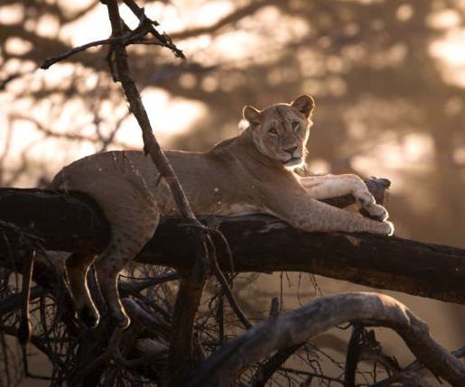 Lake Manyara National Park