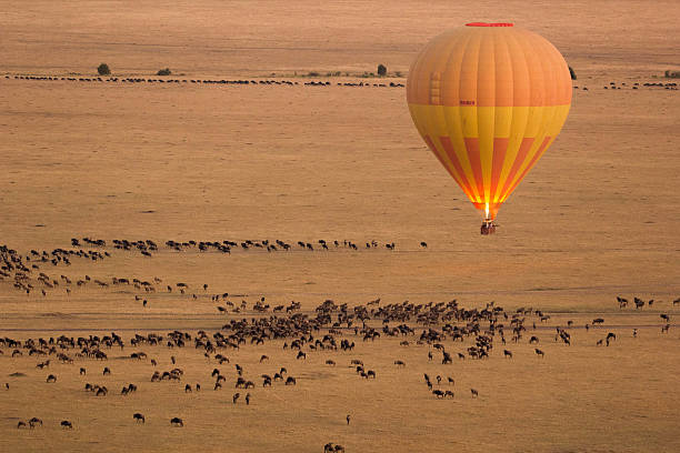 5-Day Safari Extension
