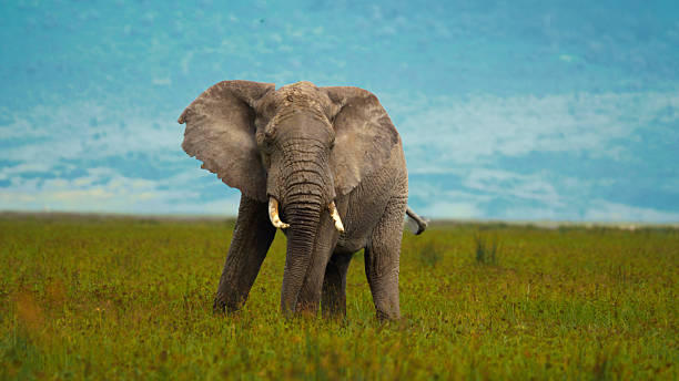 8-Day Elephant Kingdom Safari