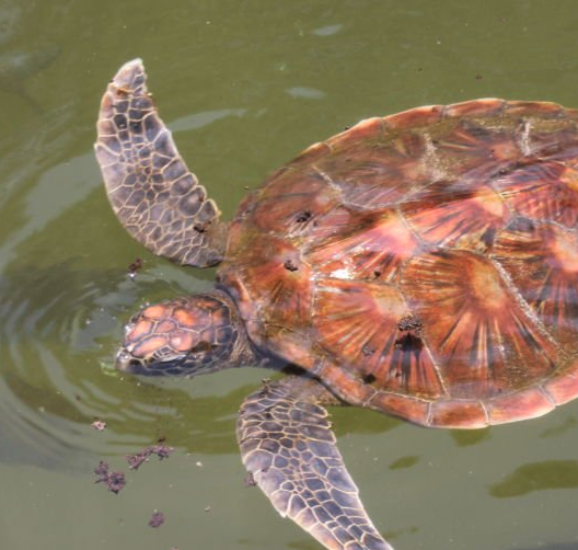 Sea turtle swimming in clear waters