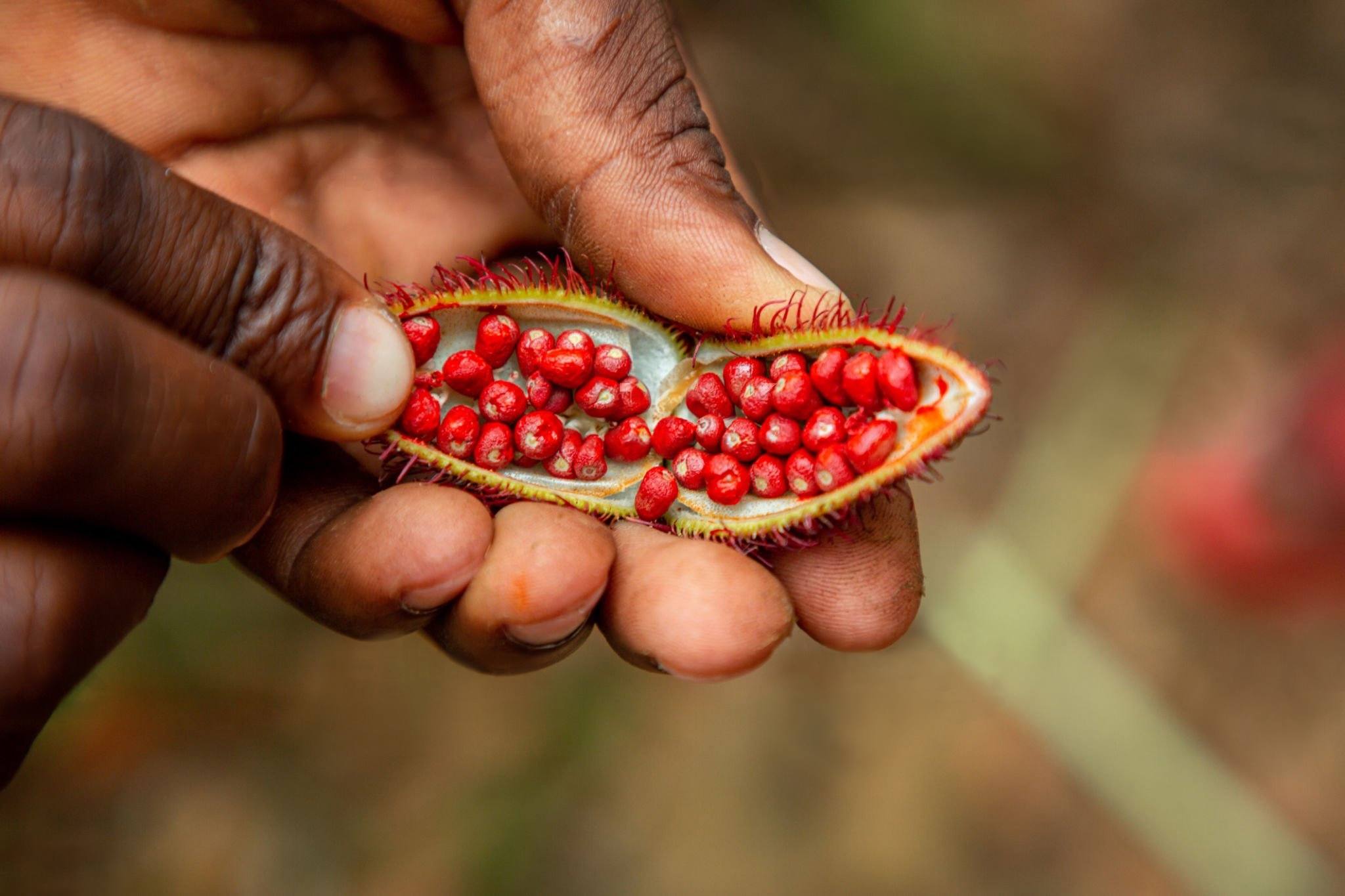 Hands holding spice pod with red seeds